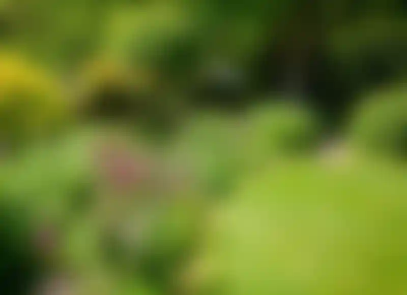 Garden Background